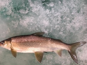 Whitefish Ice Fishing