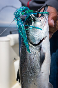 Door County Salmon Charter